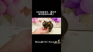 10/25生まれ　ブラックホワイト\u0026タン　男の子