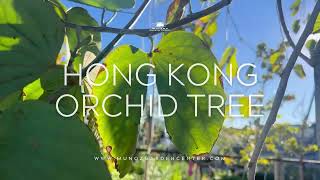 Hong Kong Orchid Tree