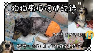 璐比意外摔傷癱瘓的紀錄[ep.1]事發到恢復的過程 （狗狗癱瘓、狗狗復健、臘腸狗）