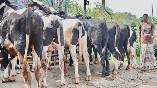 লটে খামার উপযোগী হলেষ্টিয়ান ফ্রিজিয়ান জাতের ষাঁড় বাচ্চা কিনলে ১ টা গরু ফ্রি পাবেন আনিফা ডেইরী ফার্ম