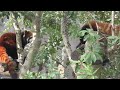 レッサーパンダ　リーファちゃんとガオガオくん　同居はしていても　【のんほいパーク】red panda leafa chan gaogao kun toyohashi zoo