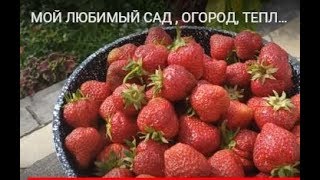 СМЕШАННЫЕ ПОСАДКИ /КАБАЧКИ / САД - ОГОРОД / ТЕПЛИЦА/ ОБЗОР   13 ИЮНЯ