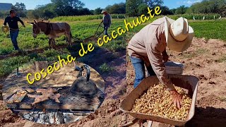 Cacahuate criollo|Cosecha en Huépari Municipio de San Pedro de la Cueva, Sonora México ( Maní)