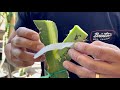 How to L Cut Graft a Dragon Fruit