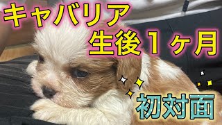 First meeting at the breeder's house(Eng Sub)│Cavalier Belle