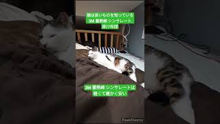 猫は良いものを知っている　3M 蓄熱綿　シンサレート