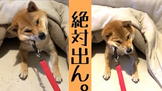 どうしてもこたつから出たくない拒否柴犬の朝のお散歩準備が整うまでがこちらです。#柴犬 #拒否柴