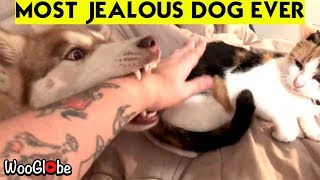 Husky Jealous of Cat || WooGlobe