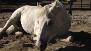 NM True TV - EQUUS Santa Fe