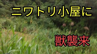 ニワトリ小屋に獣が来始める。 いのしし、ヘビ。 今の所ニワトリさんには被害なし。 しかしタマゴ食べられた。