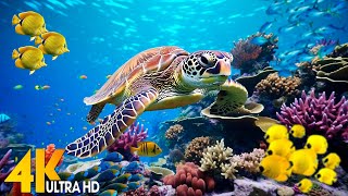 Ocean 4K - Sea Animals for Relaxation, Beautiful Coral Reef Fish in Aquarium(4K Video Ultra HD) #114