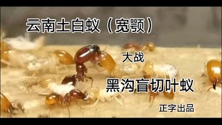 【精彩高清斗蚁】云南土白蚁（宽颚）vs  黑沟盲切叶蚁  （下）