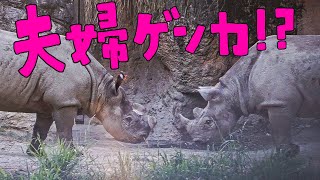 【ヒガシクロサイ】夫婦ゲンカ！？【天王寺動物園】