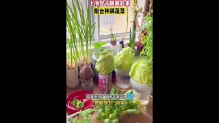 菜生菜更新鲜 无土种植