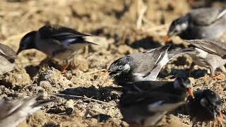 ♪鳥くん野鳥動画（千葉県・手賀沼）ムクドリ集団採食20190127JO6A6163