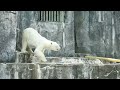 【とべ動物園】日除の寒冷紗してもらって良かったね　バリーバさん❤️国内最高齢のホッキョクグマ