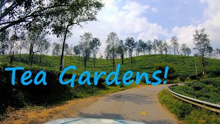 Enthralling Soochipara Waterfalls Drive in Wayanad Through Beautiful Tea Gardens and Rolling Hills