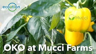 OKO by Ecoation at Mucci Farms - Part 1