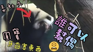 圓寶寶吃東西塞牙縫,寶寶嘴巴張超大,手放嘴裡狂挖超可愛|熊貓貓熊The Giant Panda Yuan Yuan and Yuan Bao|台北市立動物園