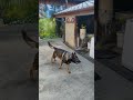 シェパード犬　高速スピンの魔球は捕れるか ボール遊び 屋根 キャッチャー