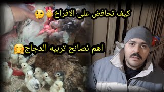 اهم نصائح بتربية الدجاج 🤗🐓كيف تحافظ على الافراخ؟! 🐥🤔