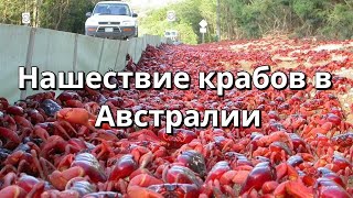 Нашествие крабов в Австралии