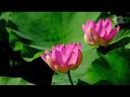 蓮の花 穴山花の谷 2024 lotus flower ｜山梨観光スポット