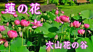 蓮の花 穴山花の谷 2024 | Lotus flower ｜山梨観光スポット