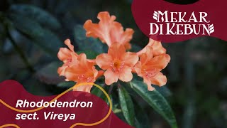 Kebun Raya Bali:  Mekar di Kebun - Rhododendron section Vireya