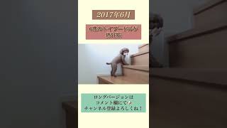 犬の偽妊娠。トイプードルのTaruto🐶