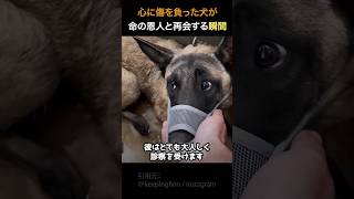 心に傷を負った犬が命の恩人と再会する瞬間