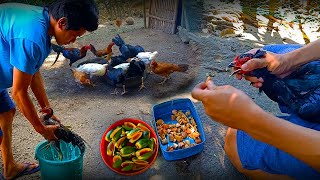 How to Deworm Chicken using BETEL NUTS (Natural Deworming) | Daily Life, Province Life (EP.5)