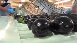 Eggplant Farming   Eggplant  Harvesting and Processing   Amazing Agriculture Technology