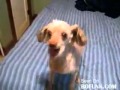 Funny Dog