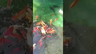 fishes