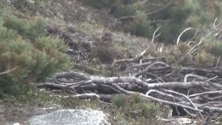 中央アルプスでライチョウ誕生 長野、生息地復活へ第一歩