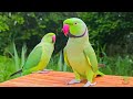 green parrot talking sounds voices