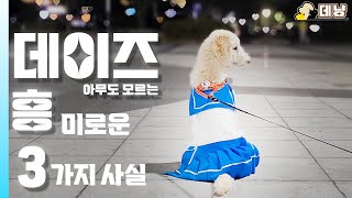 아무도 관심없는 우리집 대형견의 3가지 흥미로운 사실🐶