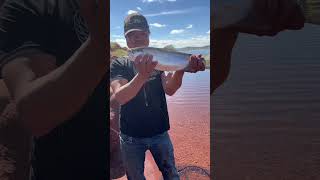 Catching Thick Girls At Antero Reservoir In Hartsel, Colorado: Catch And Release: #fishing #shorts