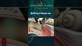 Anatomy of the human ear #shortsfeed #shorts #trending #viralvideo #ytshots #biology #science #3d