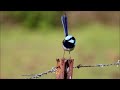 superb fairy wren blue wren call song