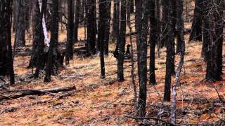 Black Capercaillie Lekking