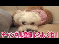 激安100均ダイソーの服をおそろいで買ってみた！トイプードルの子犬トルテとマルチーズのパンナ