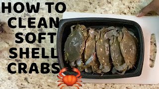 How to properly clean soft shell crabs fast and easy in 2020 by "The Oyster Ninja" Gardner Douglas