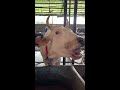 funny cow best of tiktok shorts