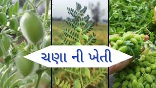 ચણા ની ખેતી /ઓર્ગેનિક ખેતી/વેલનેશ લાઇફ/ચણાની ખેતીમાં મબલક વધારો