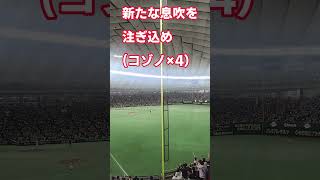 台湾のサポーターも注目！小園海斗選手のスクワット応援！プレミア12 決勝ラウンド 2024/11/24　#侍ジャパン #広島カープ