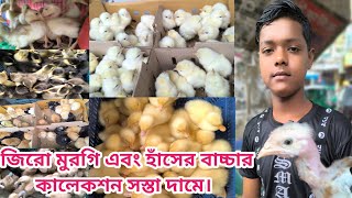 332 ১৫ টাকা কক ৩০ টাকা টাইগার মুরগির বাচ্চা বেইজিং ক্যামবেল রানার হাঁসের বাচ্চা । নিমতলি মার্কেটে।