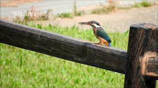 カワセミ食事　アオサギ　ホシゴイ４態　カルガモ　カイツブリ　今日の鳥