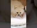 食後のガムが楽しみすぎて、ジタバタする桃太郎。　 ポメラニアン 犬 犬のいる暮らし　 dog pomeranian